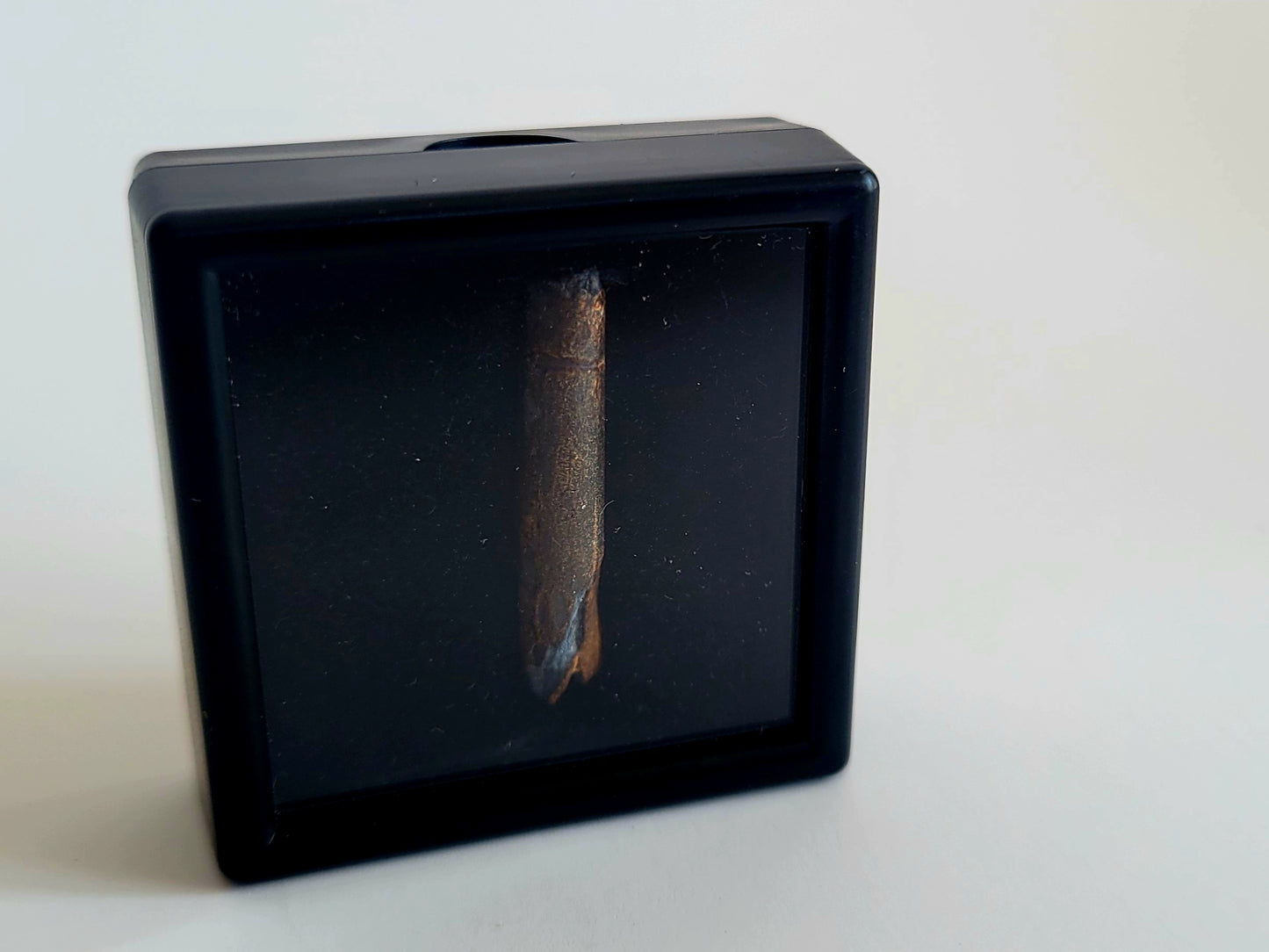 1.2" Pterosaur Tooth (Niger)