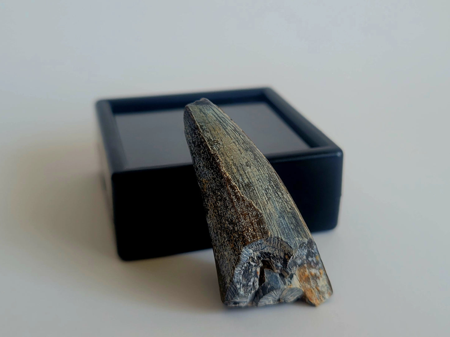 1.76" Sarcosuchus The Dino-eating Crocodile (Niger)