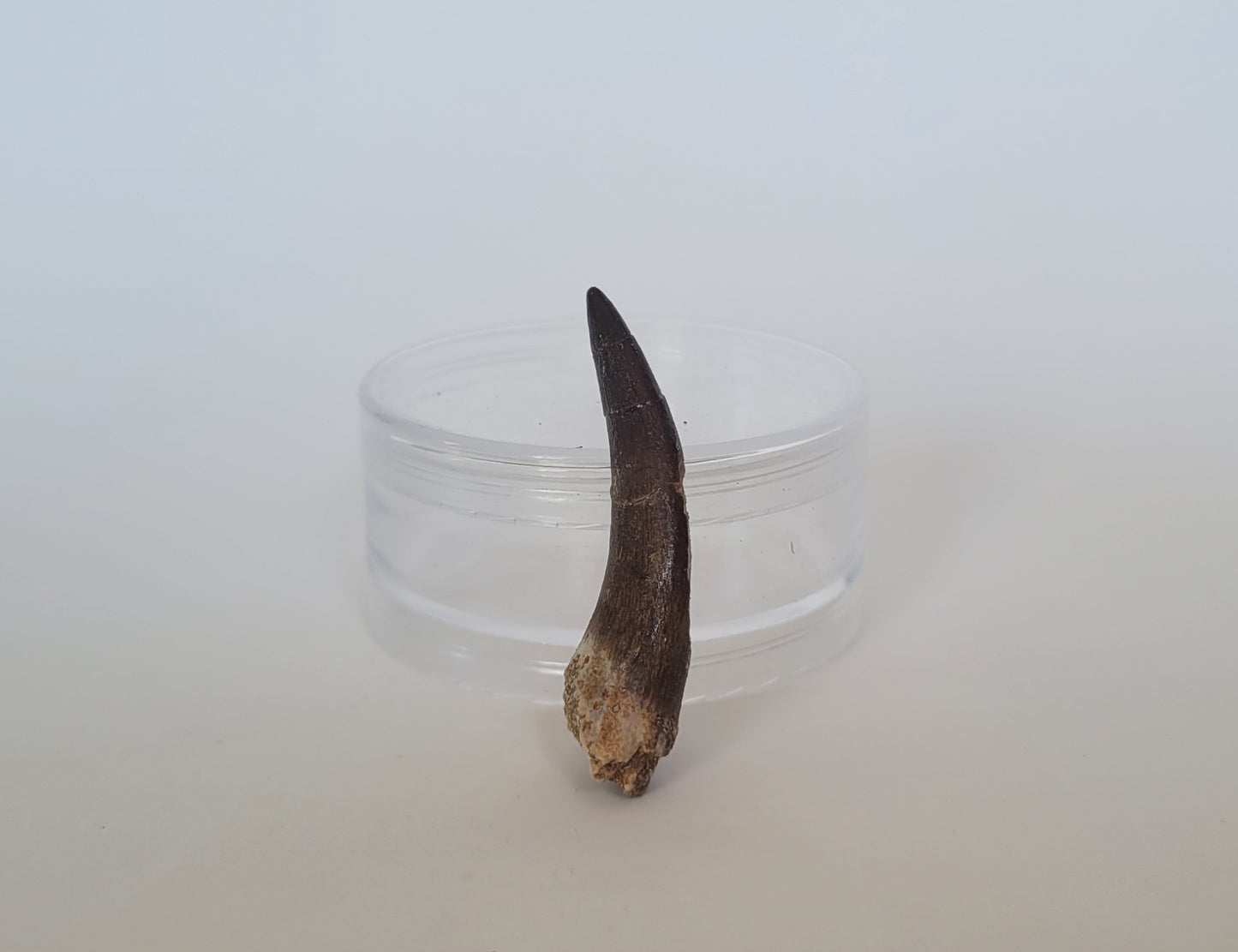 2.25" Plesiosaurus Tooth