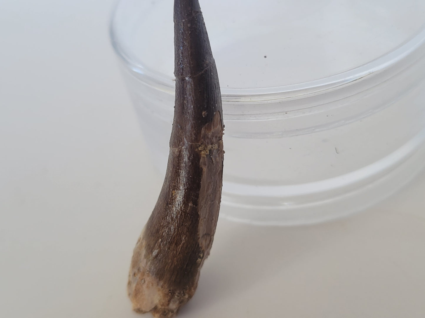 2.25" Plesiosaurus Tooth