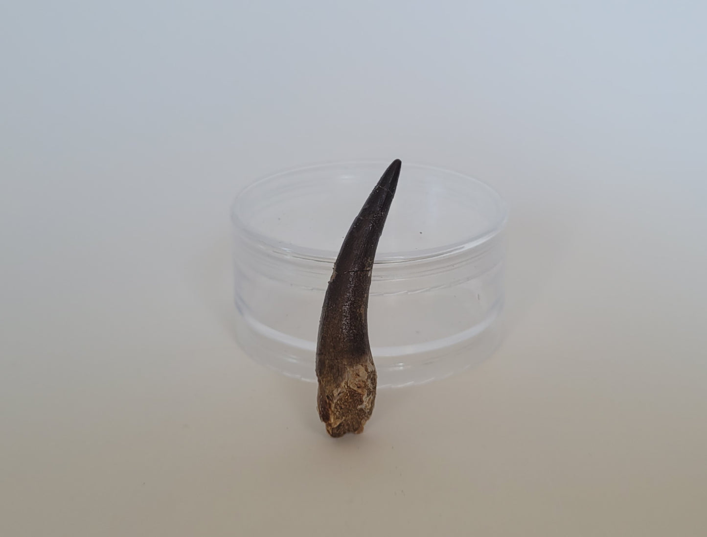 2.25" Plesiosaurus Tooth