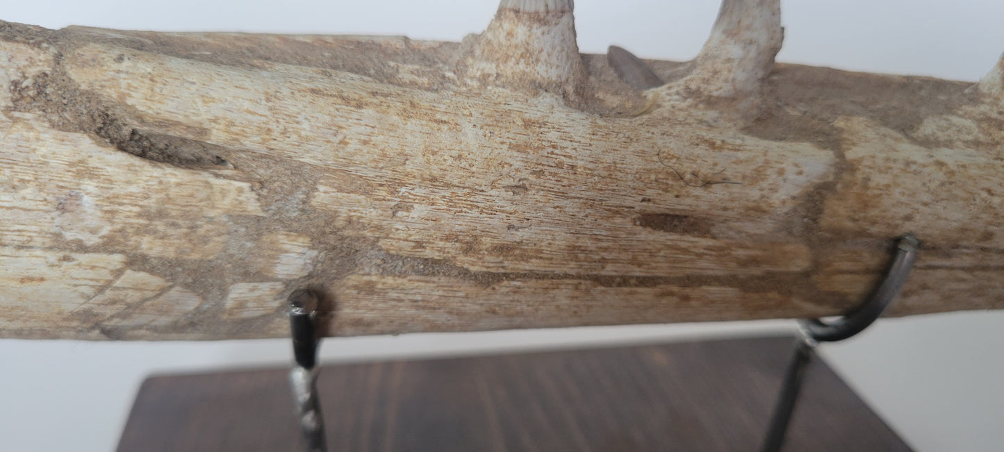 11.75" Rare Mosasaur Jaw Gavialimimus almaghribensis