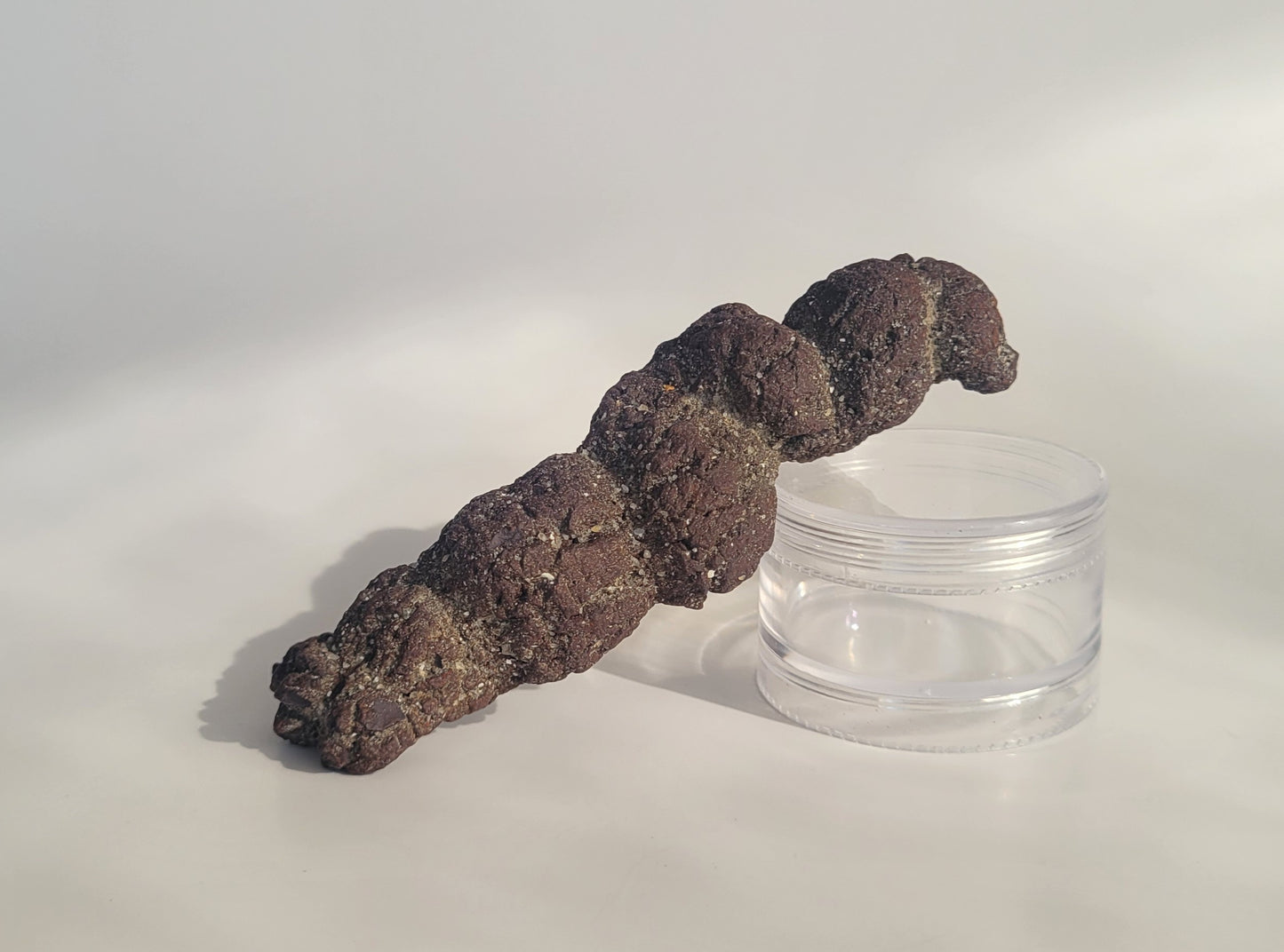 186g Coprolite (Madagascar)