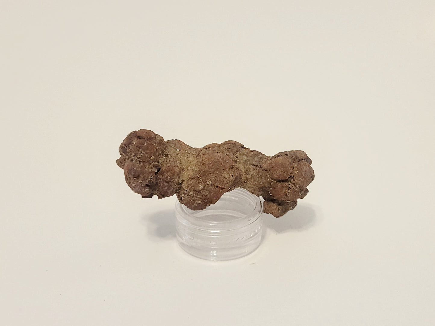 43g Coprolite (Madagascar)