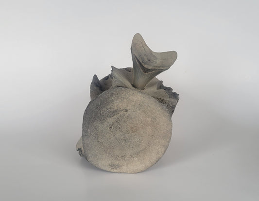 Megalodon Tooth in Fossil Whale Vertabrae
