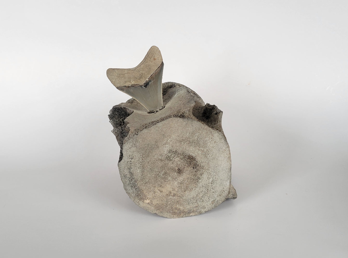 Megalodon Tooth in Fossil Whale Vertabrae