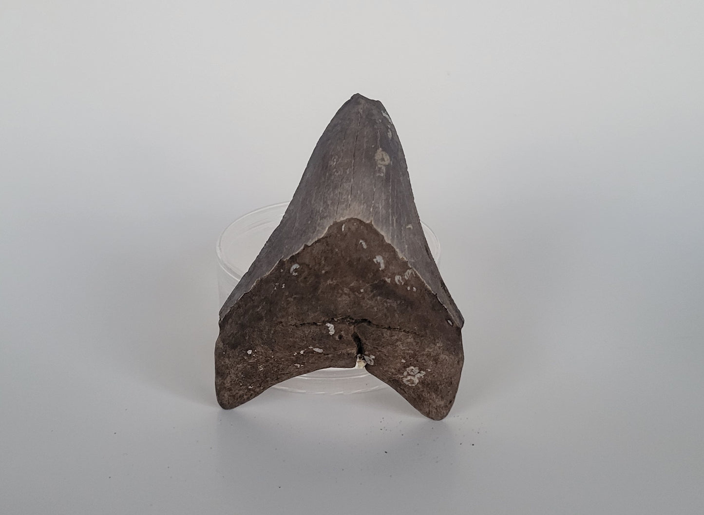 3.75" Megalodon Tooth
