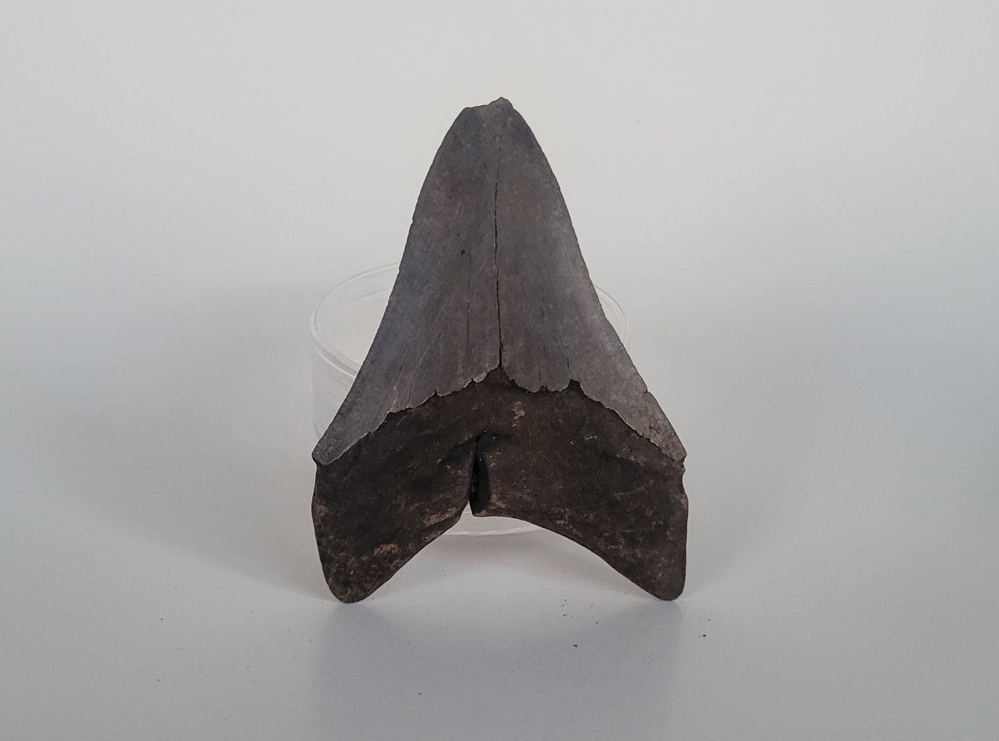 3.75" Megalodon Tooth