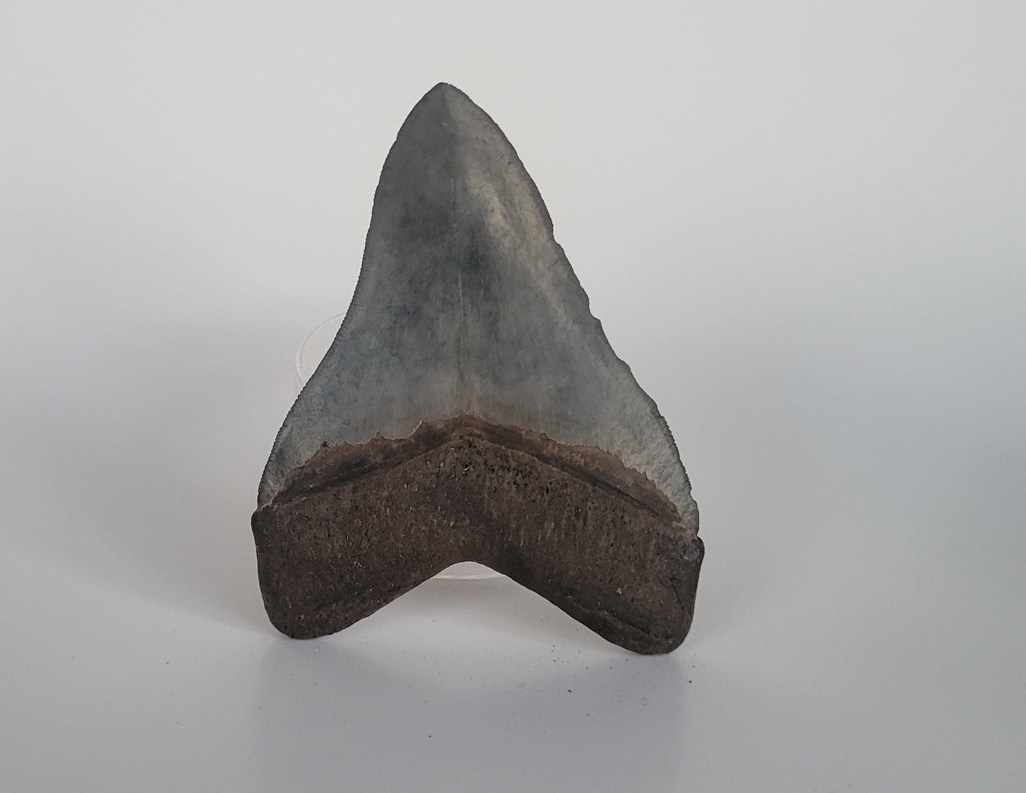 4.51" Megalodon Tooth