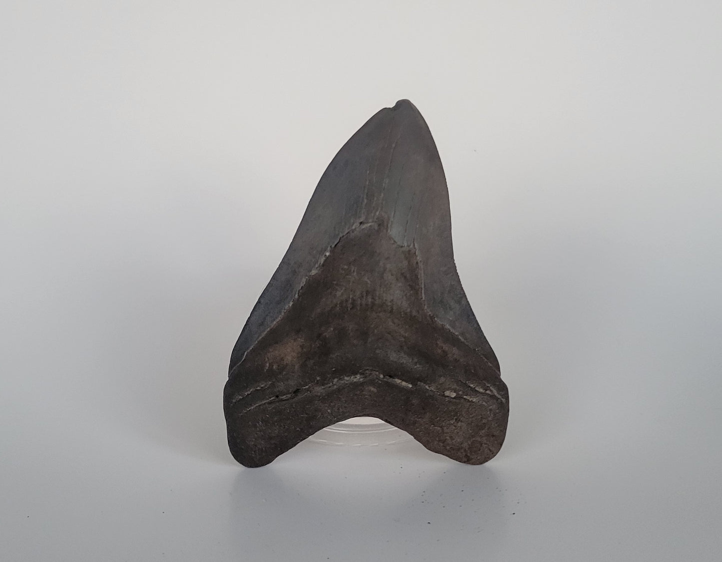 4.75" Megalodon Tooth