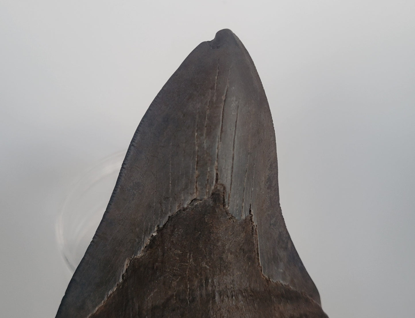 4.75" Megalodon Tooth