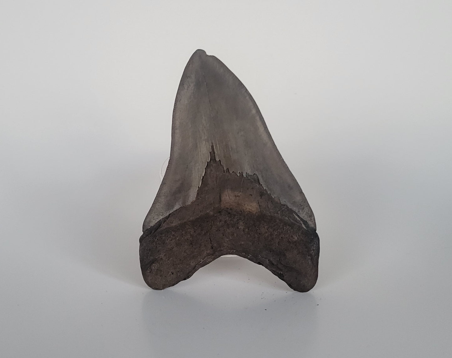 4.75" Megalodon Tooth