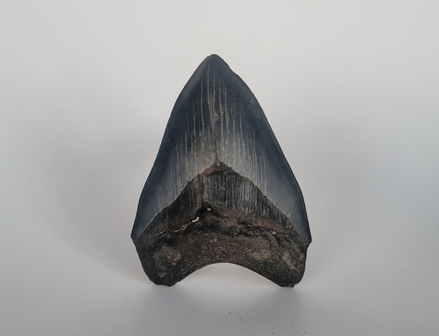 4.26" Megalodon Tooth