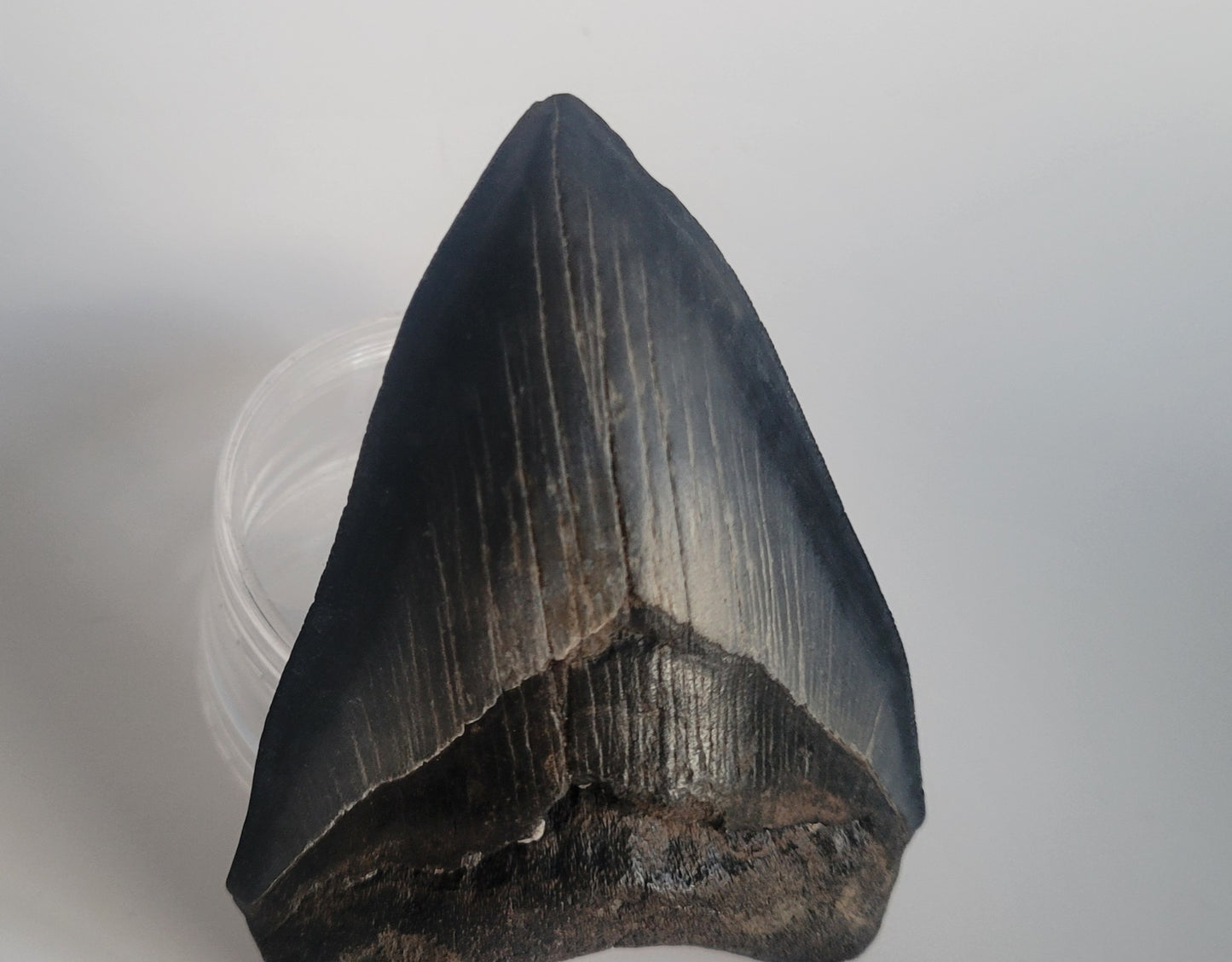 4.26" Megalodon Tooth