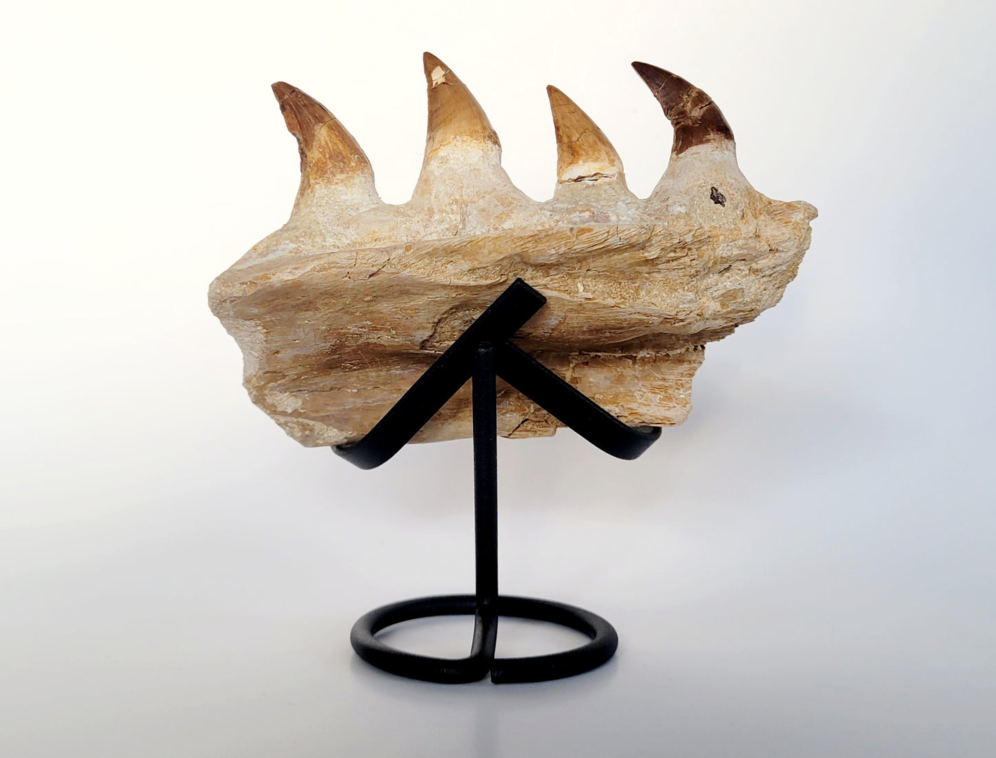 5.28" Mosasaur Jaw Bone