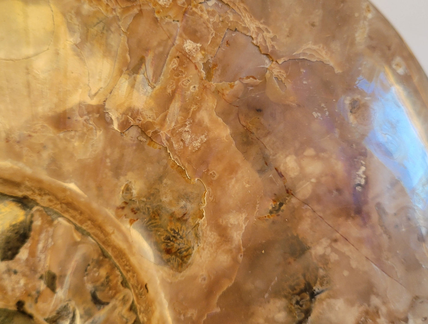 9lbs Cleoniceras Ammonite (Madagascar)