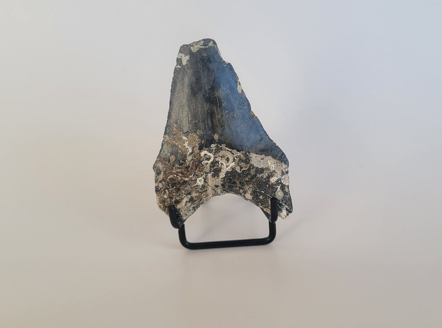 3.19" Partial Megalodon Tooth