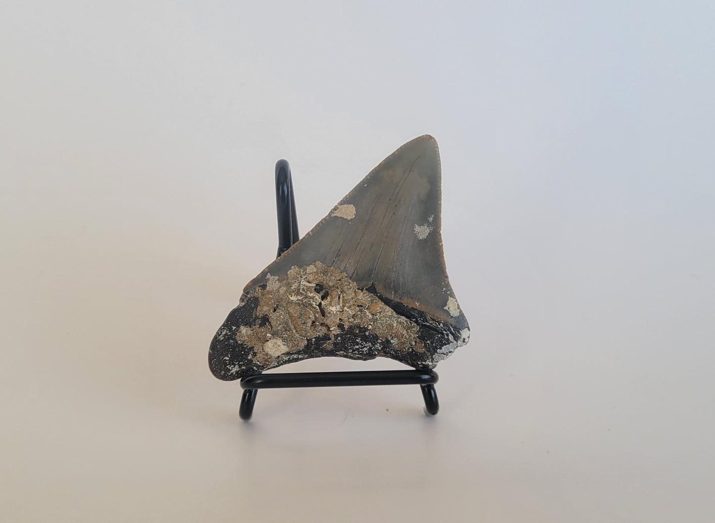 2.62" Megalodon Tooth