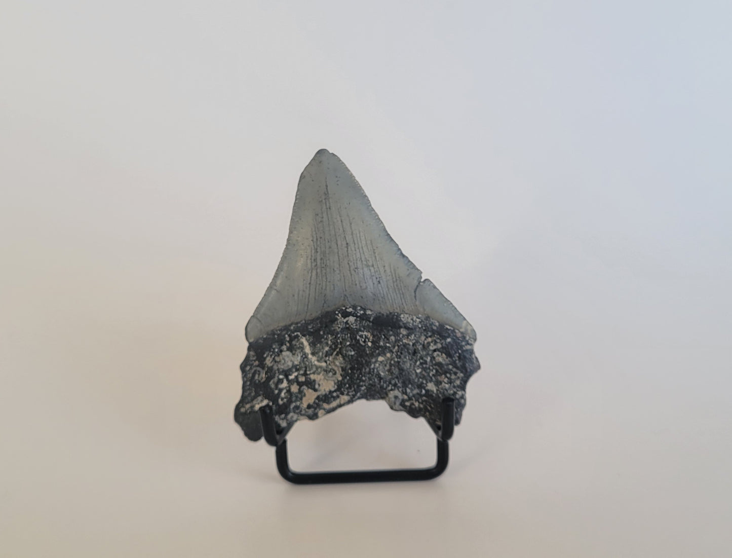 2.8" Megalodon Tooth