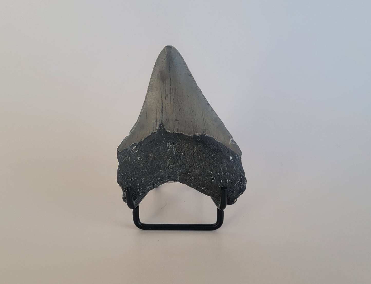 2.95" Megalodon Tooth