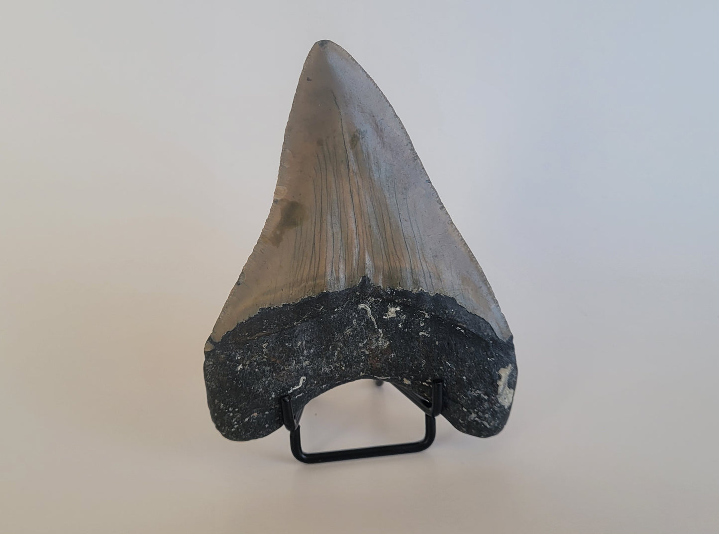 4.57" Megalodon Tooth