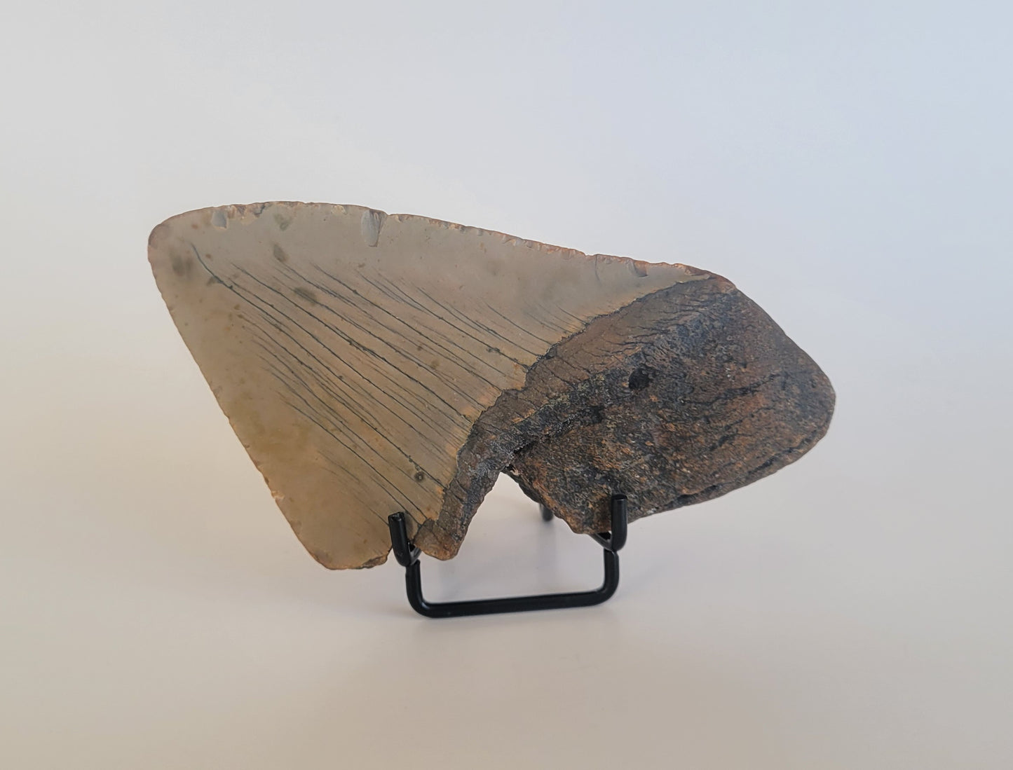 5.10" Partial Megalodon Tooth
