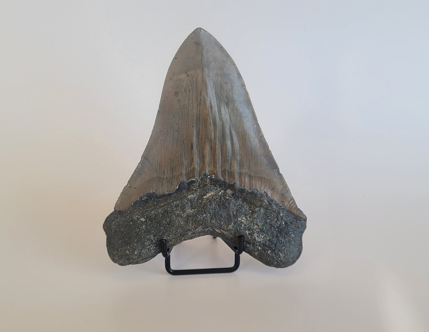 5.26" Megalodon Tooth