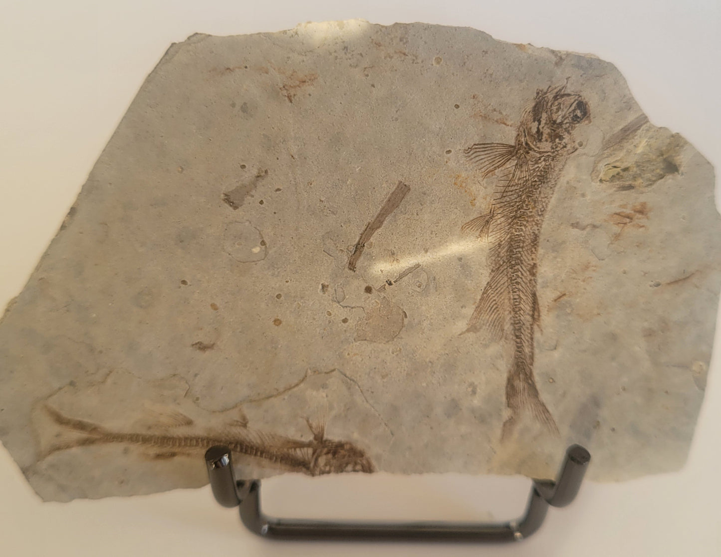 2 Fossil Fish Lycoptera Davidi