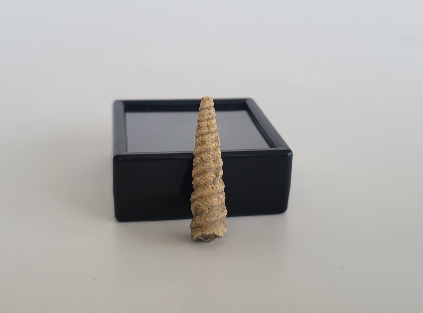 1.52" Turritella Fossil