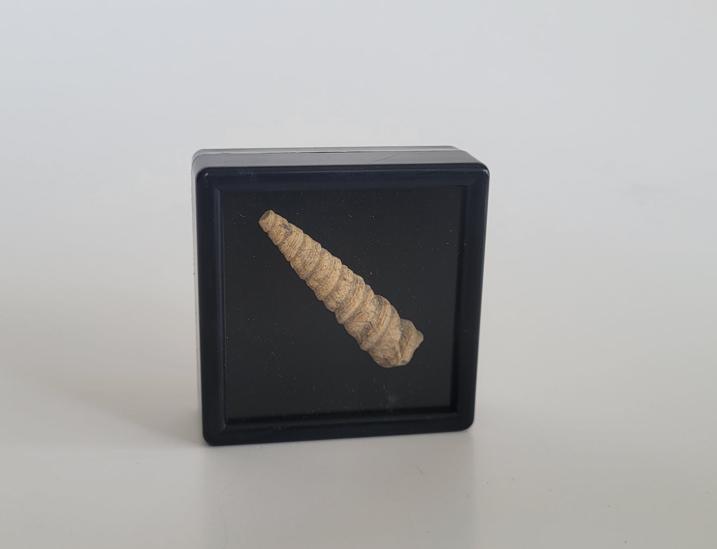 1.52" Turritella Fossil
