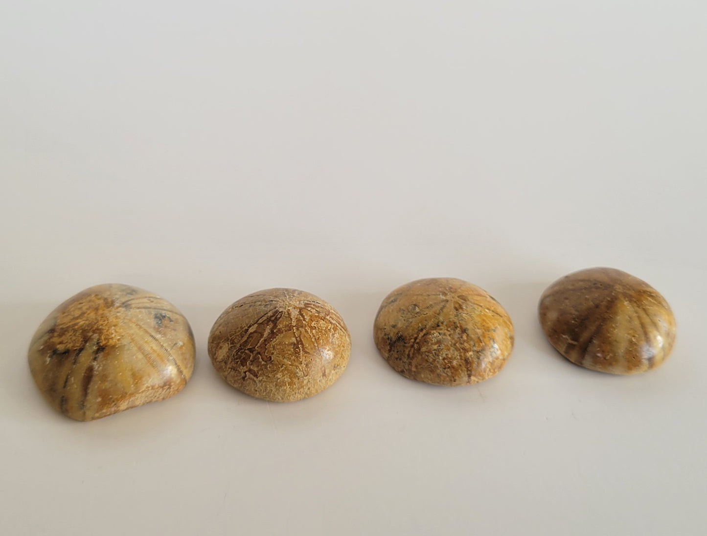 Fossil Sea Urchin (Madagascar)