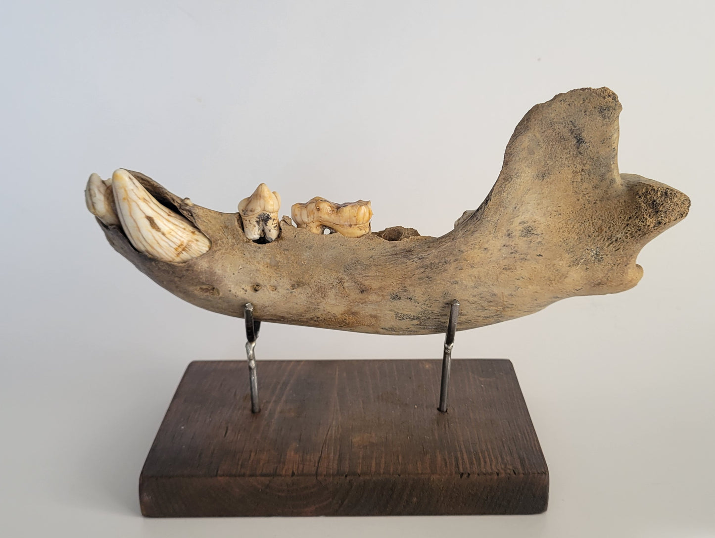 Cave bear jaw