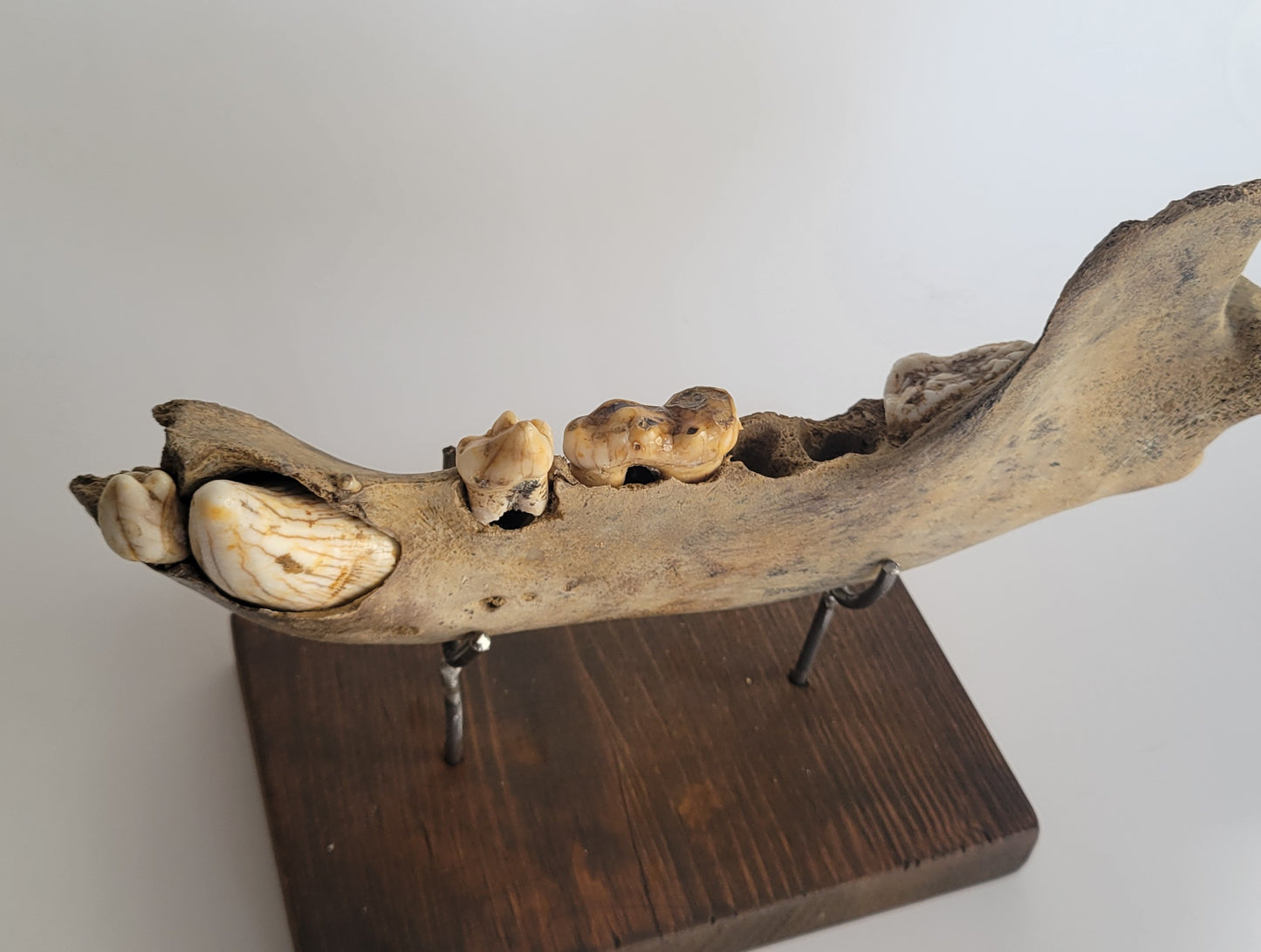 Cave bear jaw