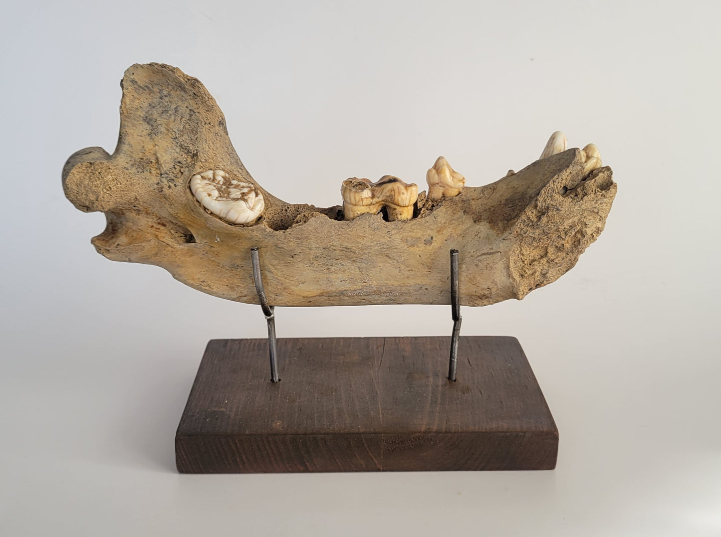 Cave bear jaw