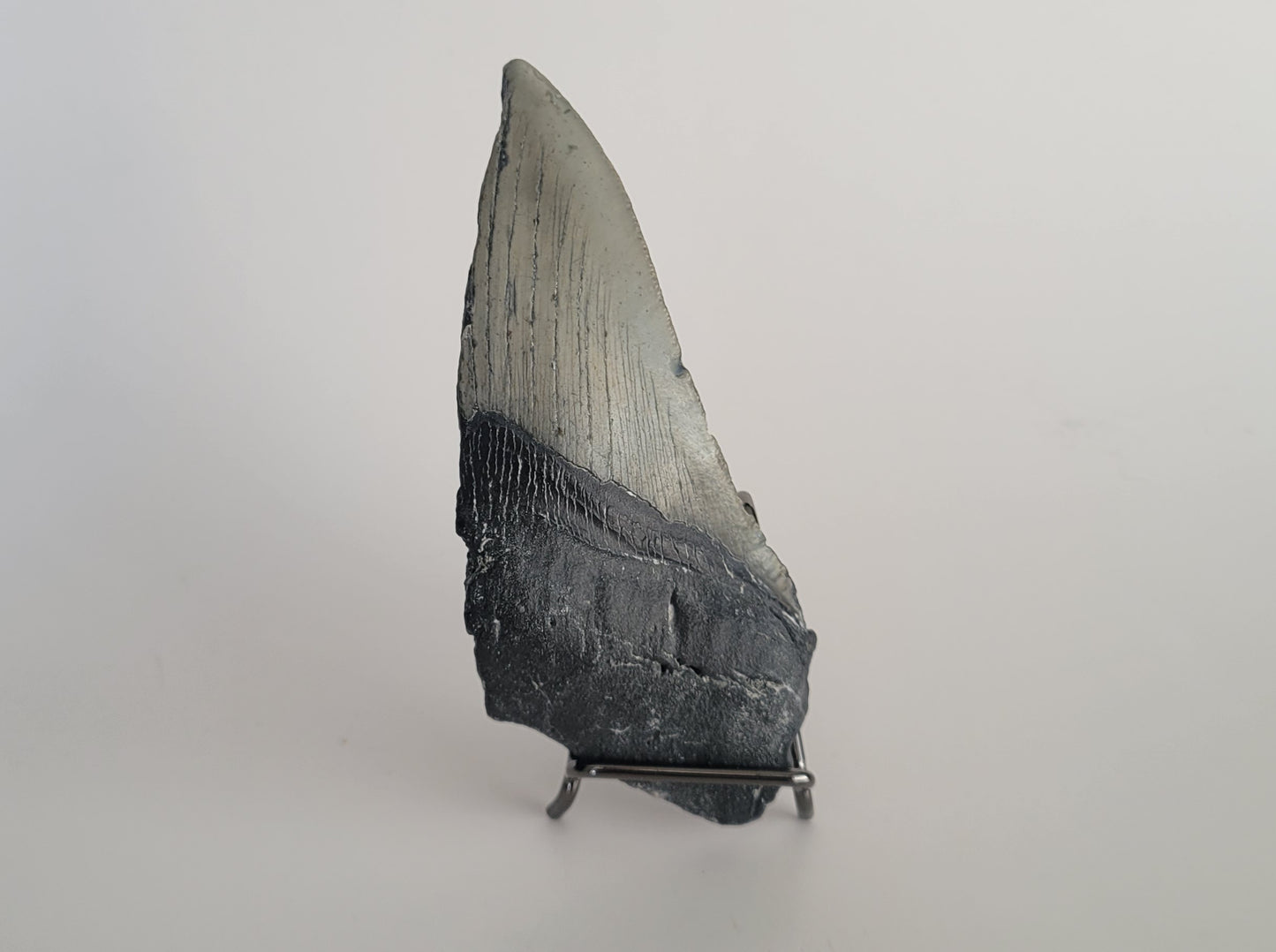 5.18" Megalodon Tooth Half