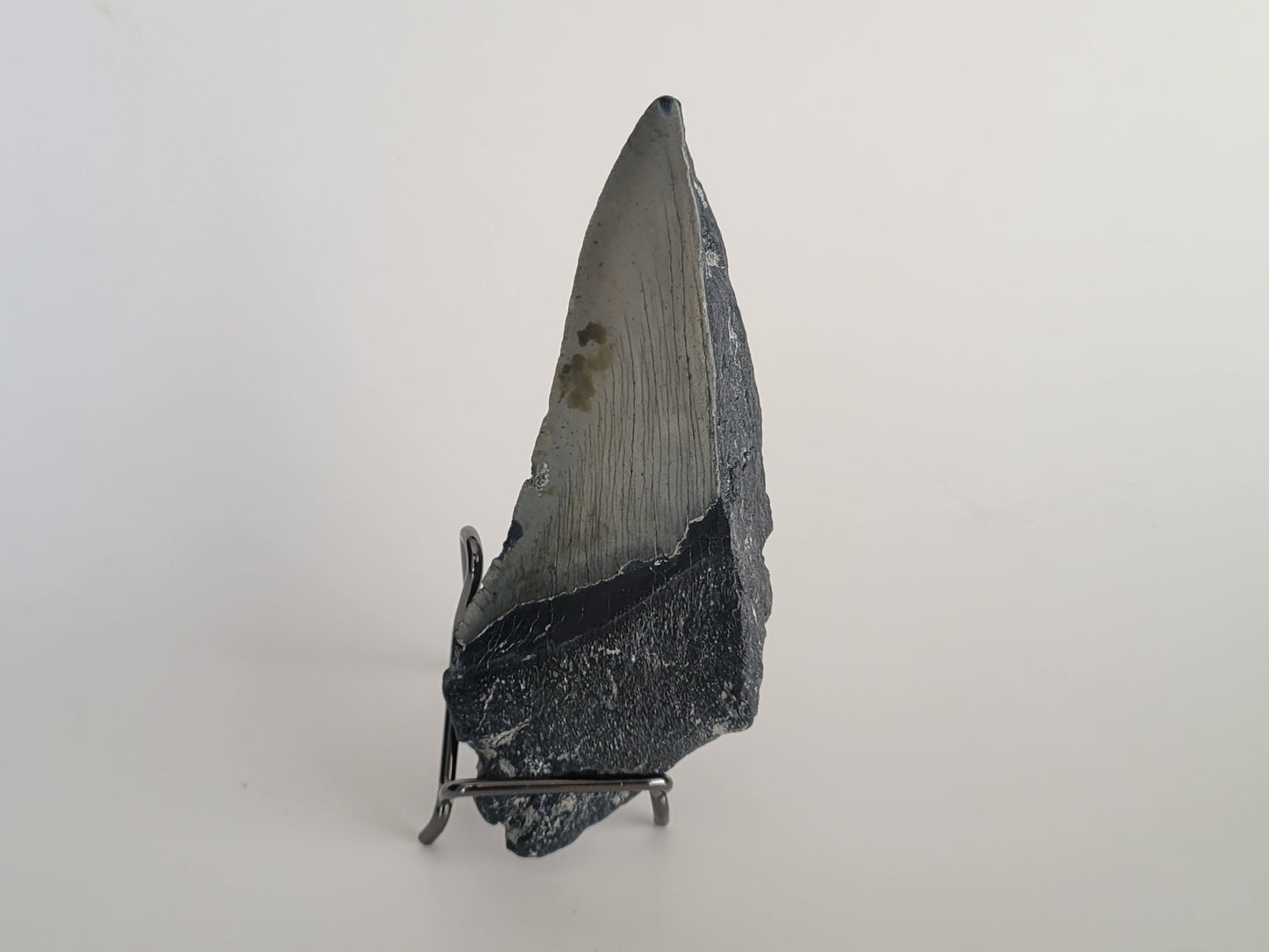 5.18" Megalodon Tooth Half