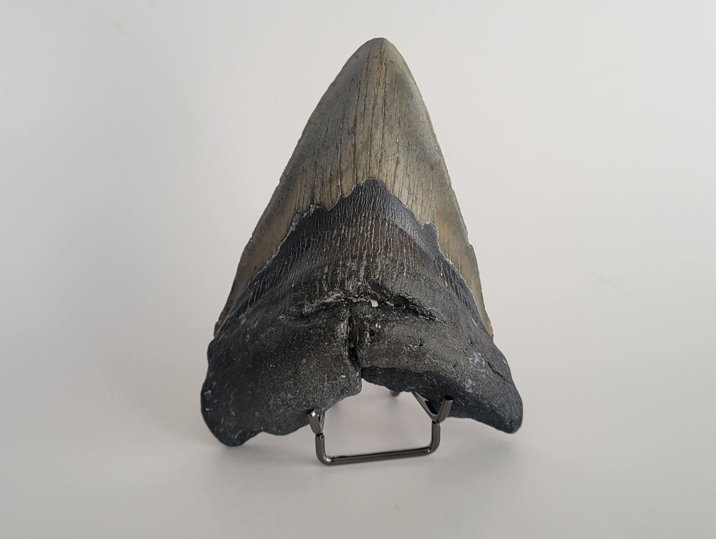 5.66" Megalodon Tooth