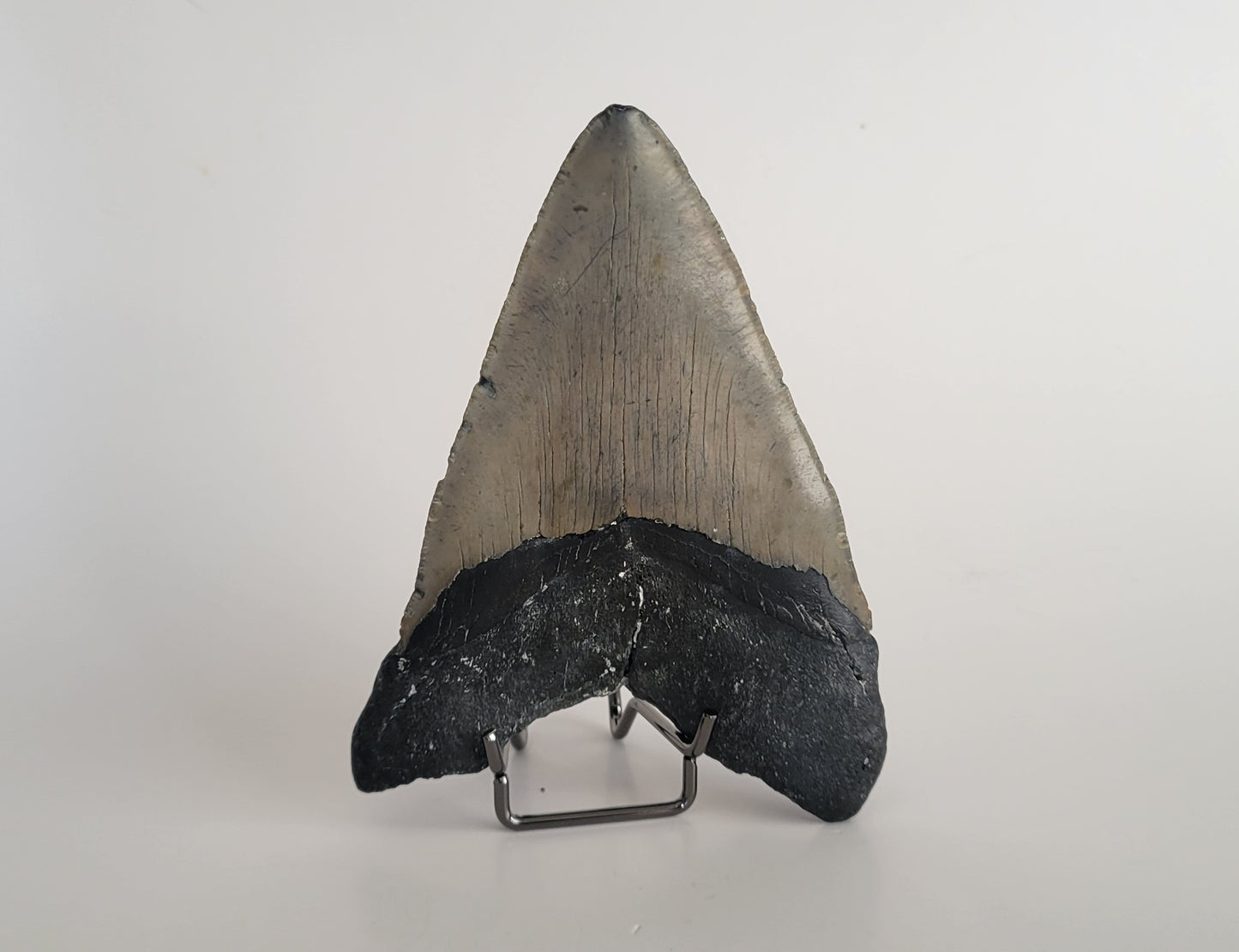 5.66" Megalodon Tooth