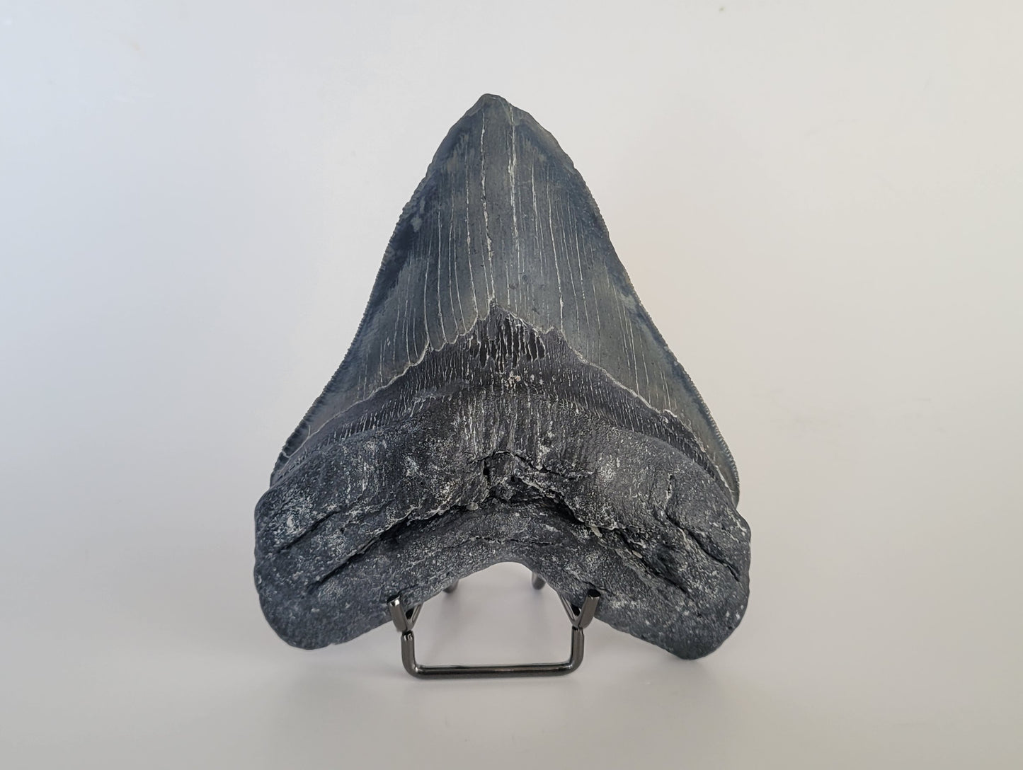 5.41" Megalodon Tooth