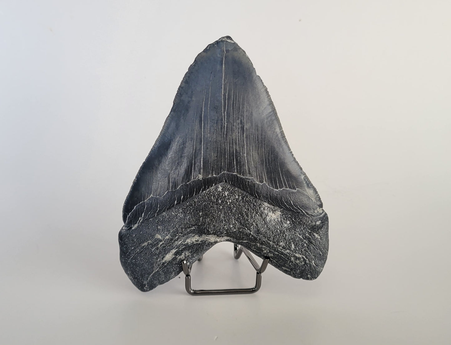 5.41" Megalodon Tooth