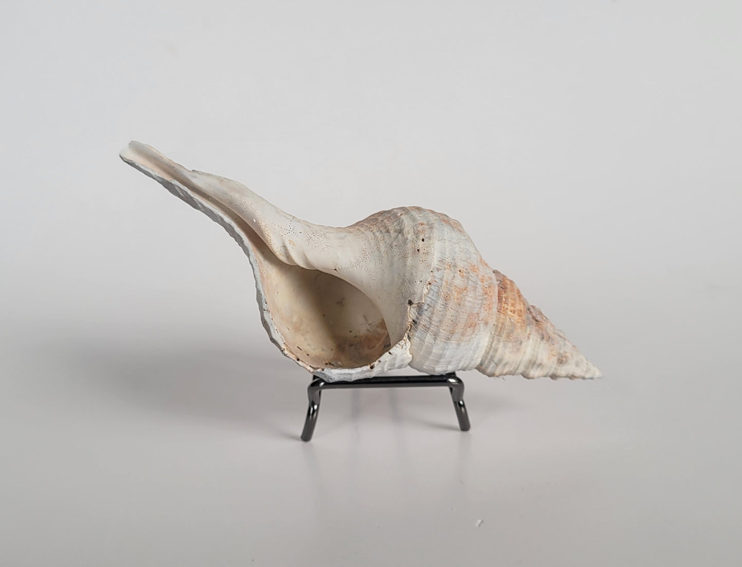 5.35" Triplofusus Giganteus