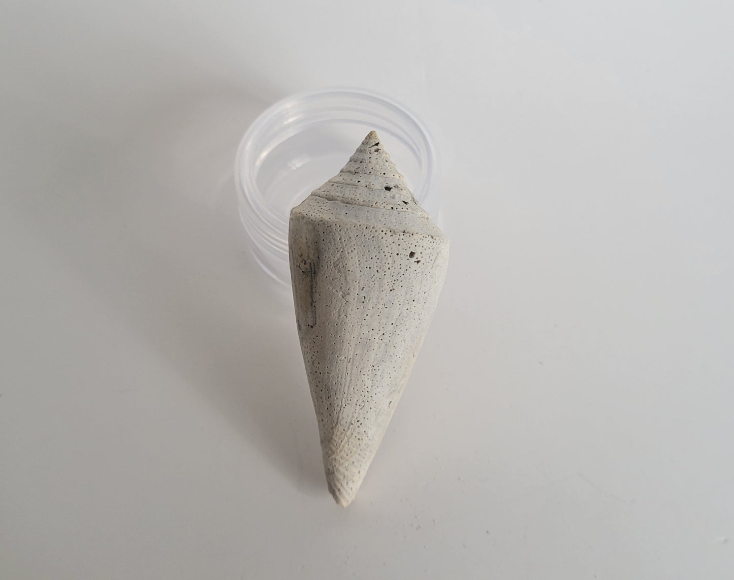 Fossil Cone Snail Shell (Contraconus Adversarius)