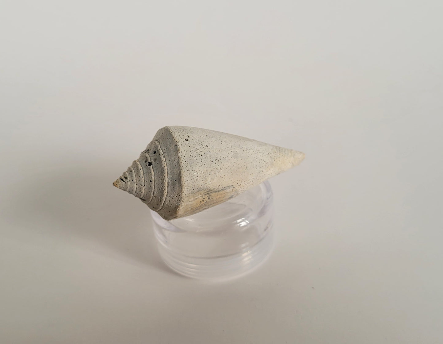 Fossil Cone Snail Shell (Contraconus Adversarius)