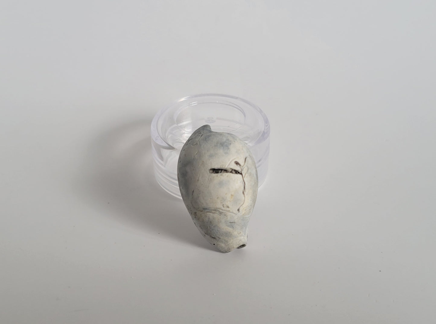 1.45" Calusacypraea globulina