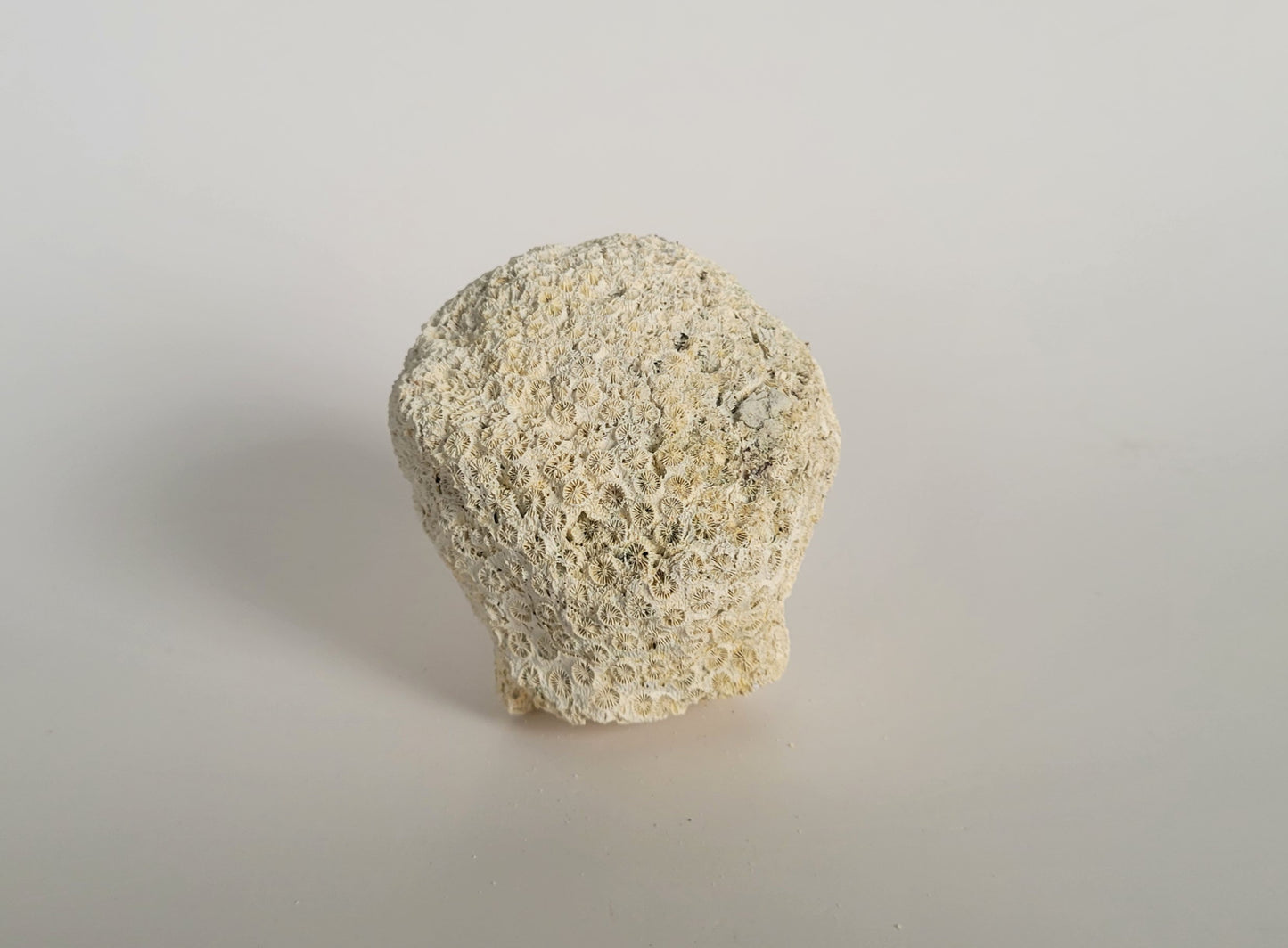 2.75" Fossil Coral (Solenastrea Hyades)