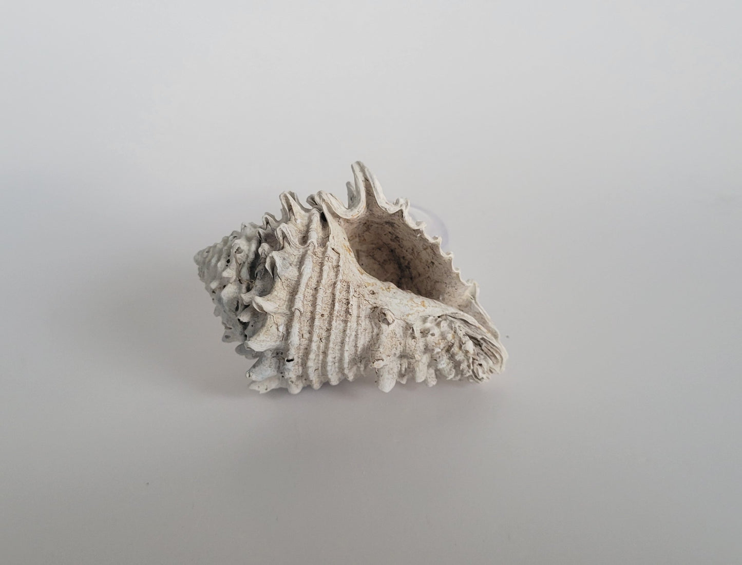2.92" Hystrivasum Locklini