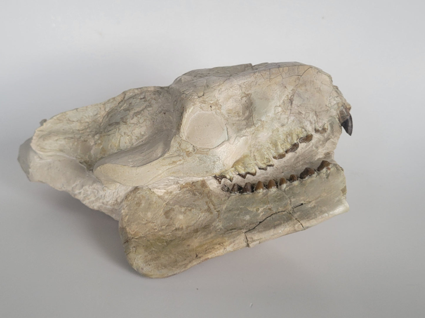 9.5" Oreodont Skull