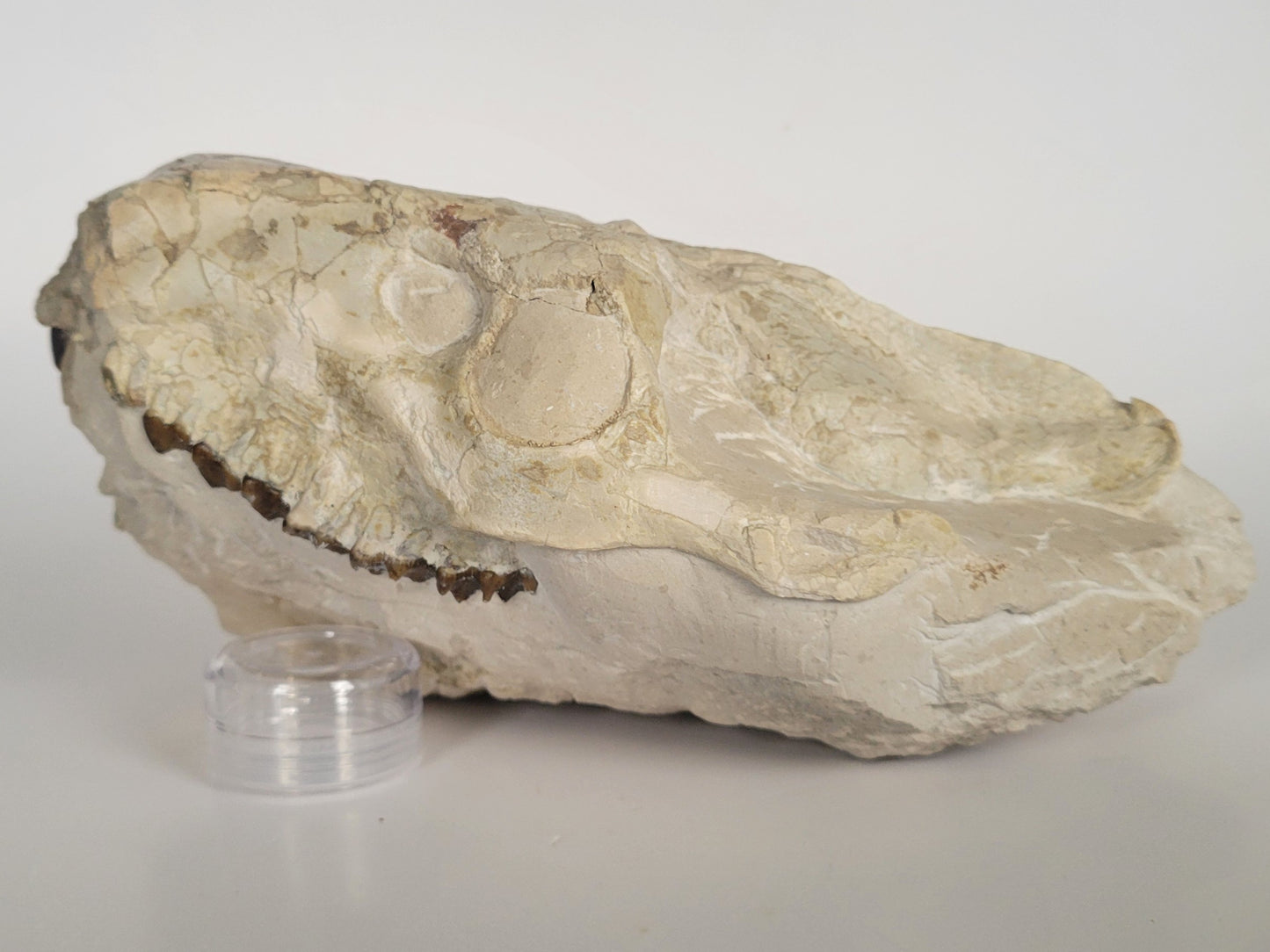 9.5" Oreodont Skull