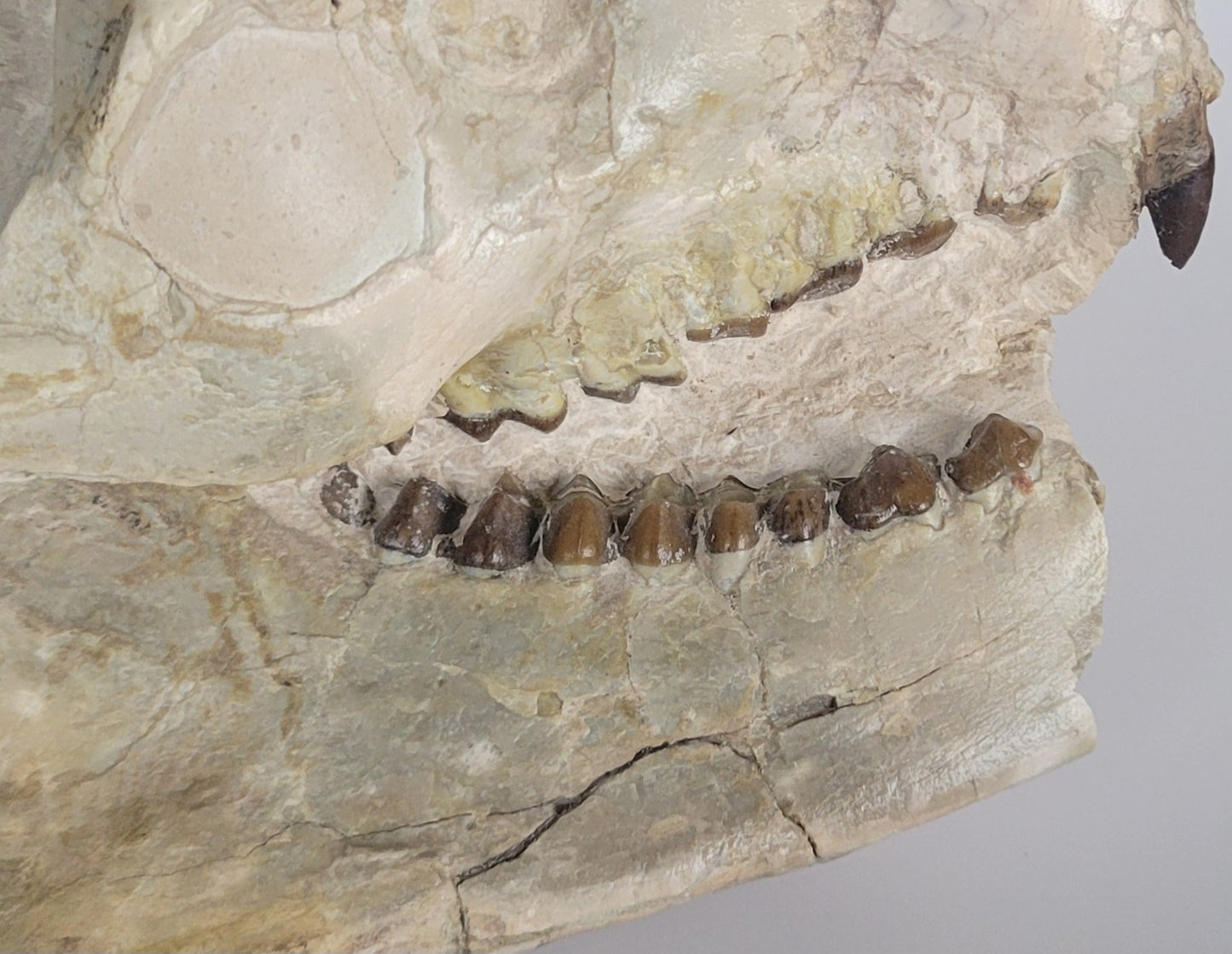 9.5" Oreodont Skull