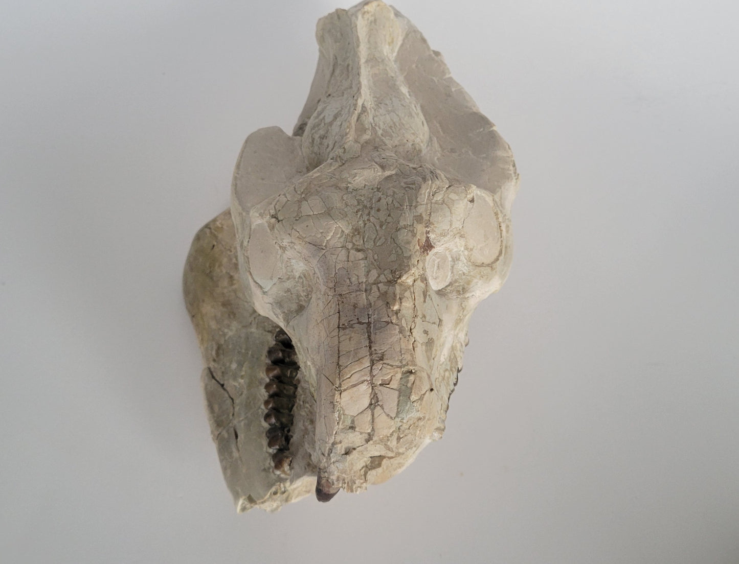 9.5" Oreodont Skull